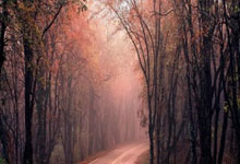 运动员们备战全力，期待冠军加冕